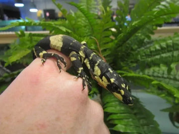 Lace Monitor (Bell's Phase) - Amazing Amazon